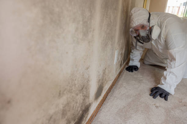 Professional Mold Removal Services in Standish, MI